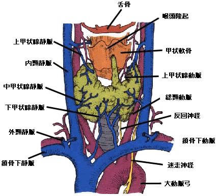 前方から見た甲状腺と周囲の臓器