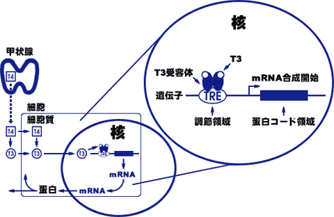 図1
